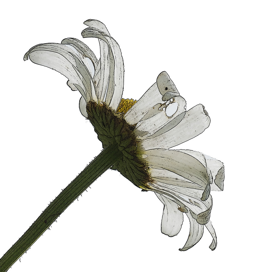 Ox -eye Daisy - Ann Laverock